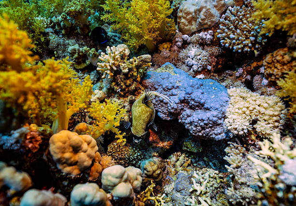 A thick-lipped wrasse (Labridae family) swims over the vibrant coral garden at Jackson Reef, Red Sea. The fish searches for food amidst the blue, yellow, and green hard and soft corals.