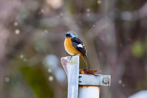 Small bird Black Redstart which is common in Europe gardens. Bird sits on old orange vintage roof