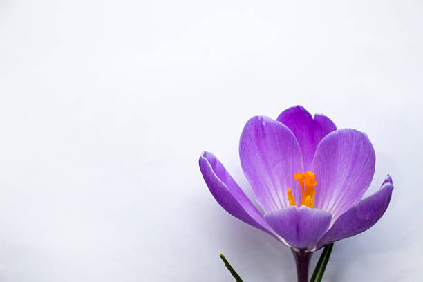 One purple crocus flower with green leaves on a clean white paper background, shot from a slightly elevated angle, conveying freshness, springtime, and minimal elegance.