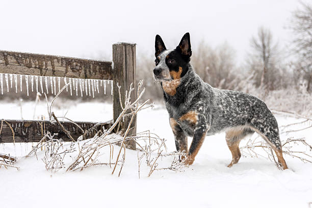 Australian Cattle Dog Standing Alert by Rustic Fence in Winter