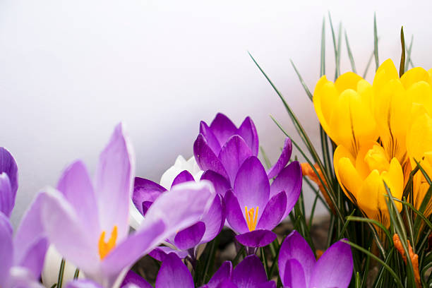 Close-up of colorful crocus flowers in purple, yellow, and white emerging from grass, photographed at a shallow depth of field against a clean white paper background with copy space.