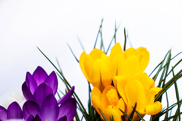 One purple crocus flower with green leaves on a clean white paper background, shot from a slightly elevated angle, conveying freshness, springtime, and minimal elegance.