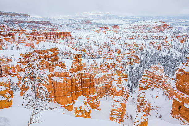 Bryce Canyon National Park hoodoos covered in fresh snow with evergreen pines