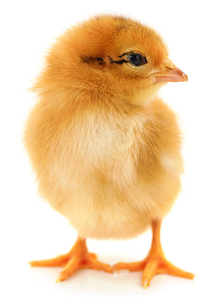 Authentic photography of a cute newborn chick. Real camera capture of a small yellow chicken isolated on white background. Natural shot of domestic farm poultry baby. High quality photography.