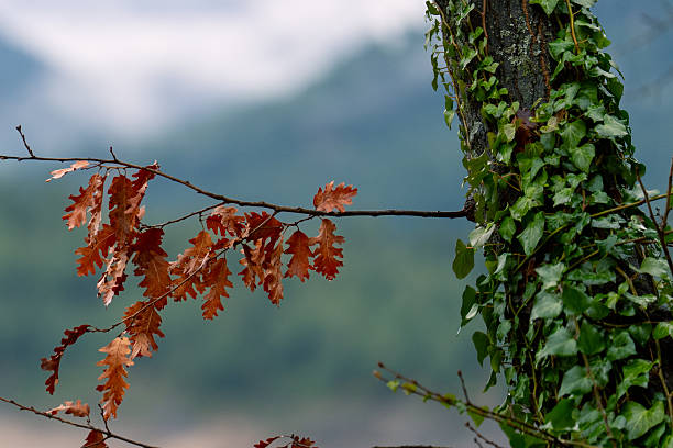 A contrasting composition of wet green ivy climbing a dark, textured tree trunk against a branch holding dry, reddish-brown oak leaves.