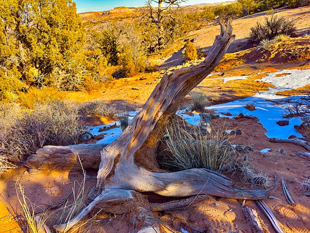 Desert landscape in the Island in the Sky district of Canyonlands National Park, Utah.