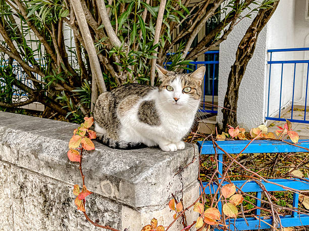 Tabby white cat perched on wall near orange ivy, sunlit courtyard with blue gate, textured stone and green shrub backdrop,