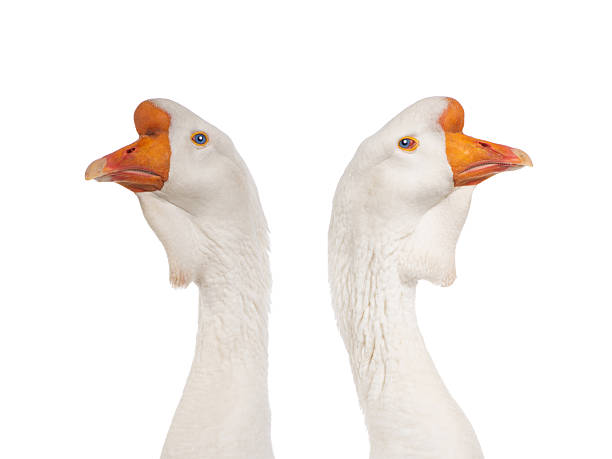 two portrait white goose isolated on a white background