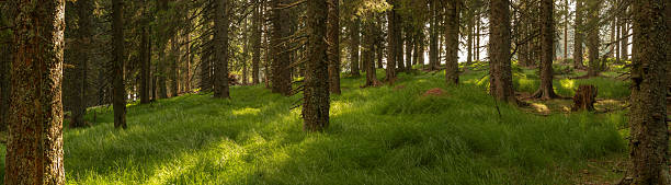Panoramic view of beautiful woodland glade bathing in late summer light.