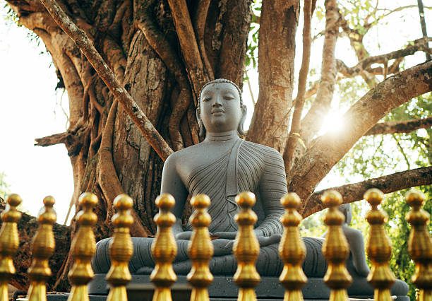Ancient Buddha statue sitting under sacred Bodhi tree at Yatagala Raja Maha Viharaya temple in Sri Lanka. Buddhist religious art and peaceful meditation concept in Unawatuna. Golden sun rays.