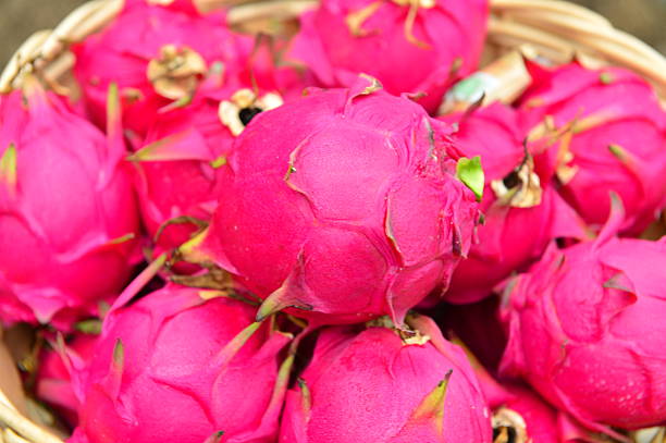Close up of dragon fruit in greenhouse