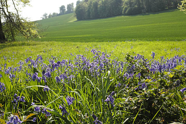 A vigorous, clump-forming bulbous perennial about 20-40cm tall, with linear, glossy dark green leaves to 45cm long, and erect stems bearing arching racemes of fragrant, narrowly tubular, mid-blue to violet-blue, or occasionally white, flowers in spring.