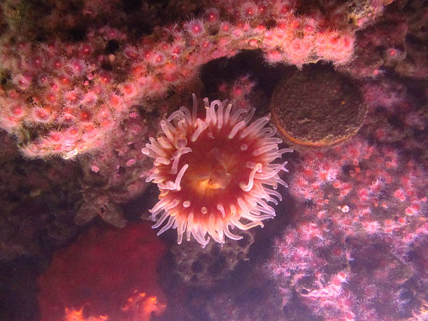 istock Pink Sea Anemone with Coral from Above 2258569195