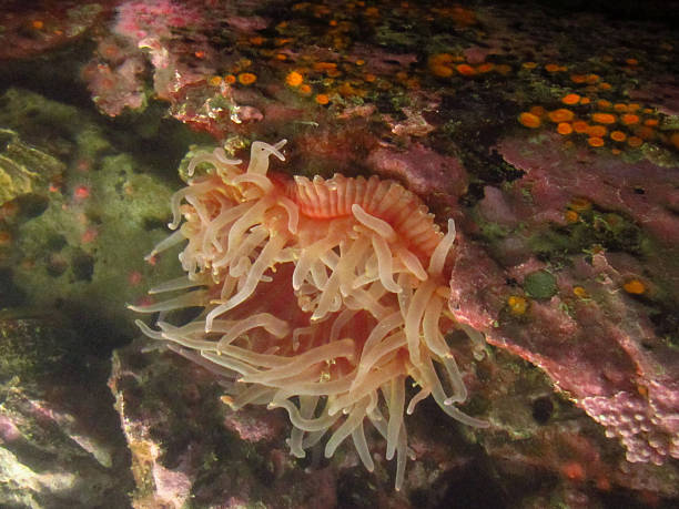 istock Pink Sea Anemone with Colorful Coral 2258569200
