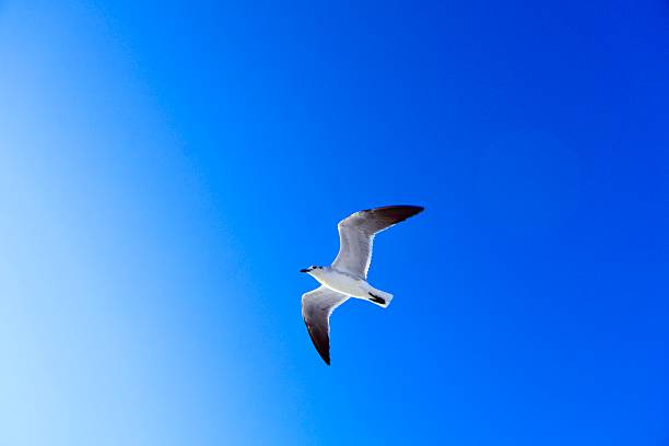 A seagull is captured mid-flight against a bright, cloudless blue sky.The low-angle perspective emphasizes freedom, motion, and open space.The minimal composition creates a calm and uplifting coastal mood.Ideal for themes of nature, travel, freedom, and seaside atmosphere.