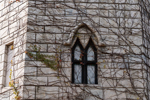 A section of a house with its walls covered in climbing plants.