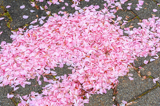 Close-up of a city sidewalk fully covered with pink sakura or almond petals, forming a soft floral carpet in spring.
