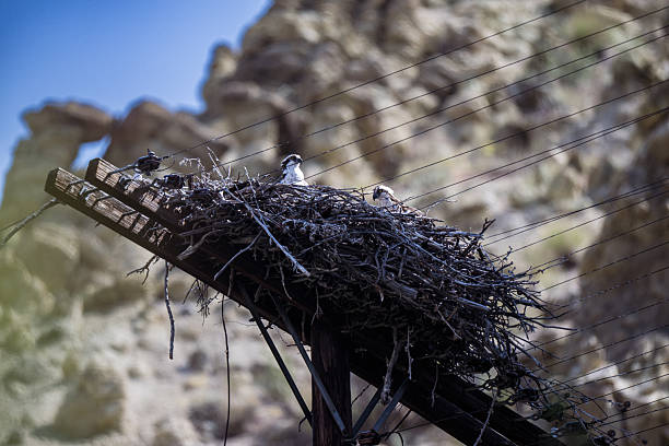 An osprey sits in a large stick nest built on a raised platform above a rugged river canyon in Central Oregon.