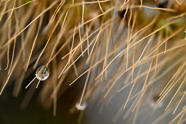 A water drop clinging to a wild grass