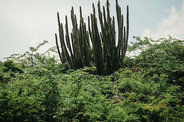 Tall cactus rises above dense green vegetation in Vieques in Vieques, Vieques, Puerto Rico