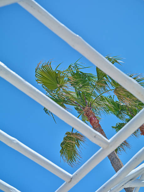 Palm fronds framing a clear blue sky with bright summer copy space background