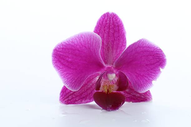 One beautiful orchid flower on white surface with water drops, closeup