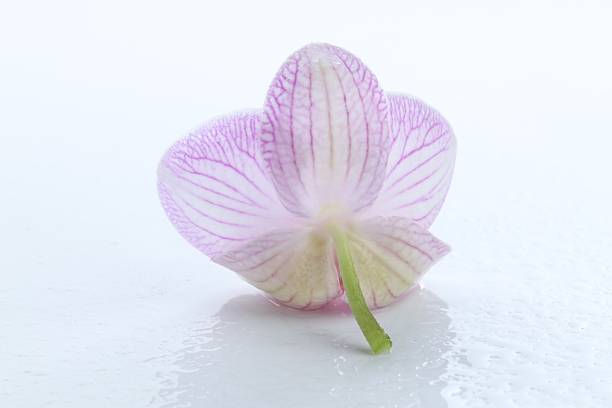 Pink phalaenopsis orchid flower   Selective soft focus. Minimalist evening still life. Light and shadow nature vertical copy space background.