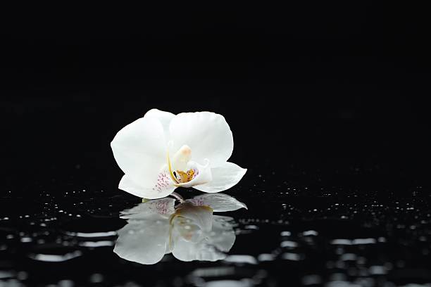 A detailed close-up of a white orchid flower, showcasing its delicate petals and intricate details. The soft, creamy white color of the petals contrasts beautifully against the blurred background. The flower appears fresh and vibrant, capturing the natural beauty and elegance of the orchid.