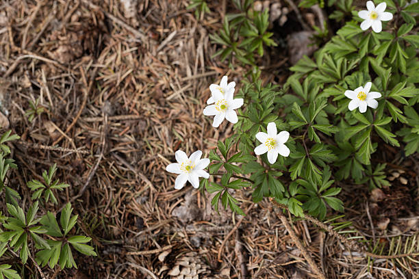 Anemone nemorosa in bloom, white spring flowers grow in a forest, top view