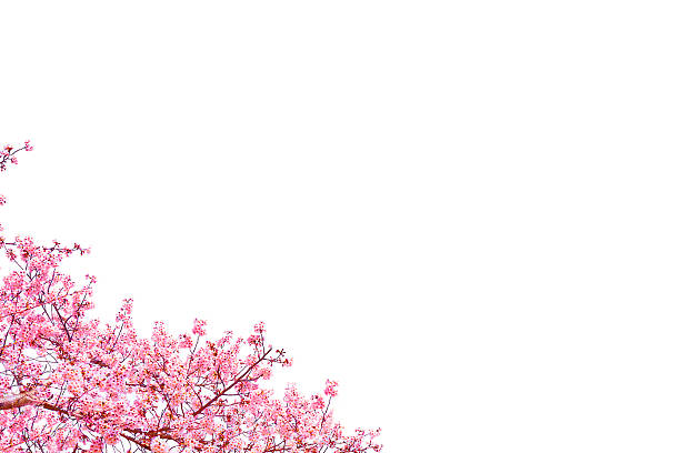 Wild pink cherry tree blooming over sky background. Spring flowers, cluster blossoms on the branch in the park. Beautiful nature seasonal close up.