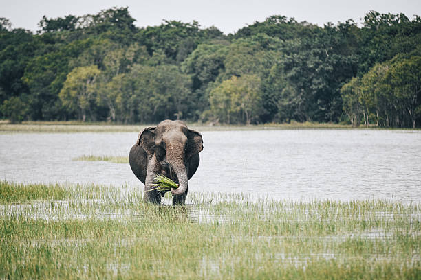 Elephant in a national park in Sri Lanka