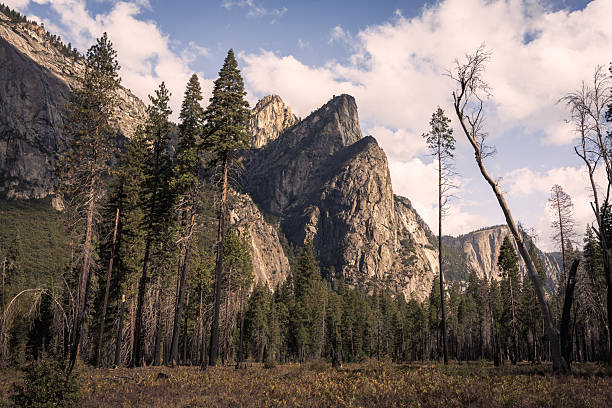 A mountain rises over the forest in the valley in Yosemite National Park