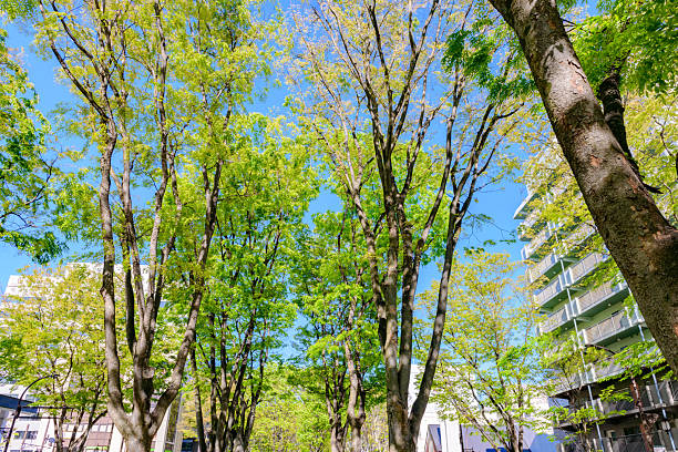 Walking in Sendai, the city of fresh greenery