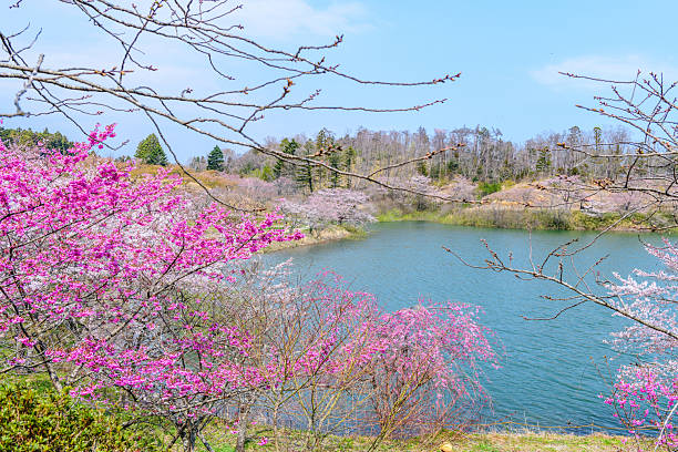 Fukushima Ukonshimizu: A hidden cherry blossom spot