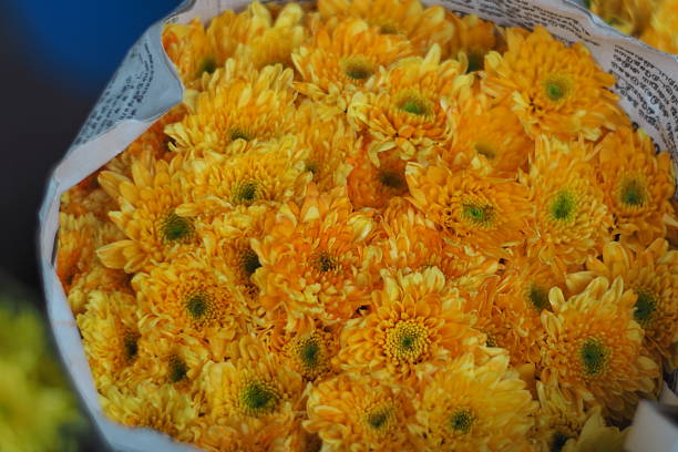 Picking Chrysanthemums for tea in China