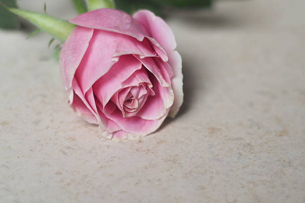 A close-up photograph of a single pink rose flower head resting on a neutral beige surface, highlighting the delicate petals and soft focus background.