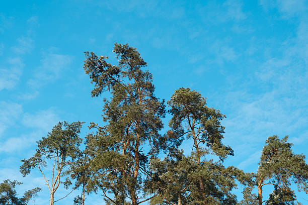 Sunlight illuminates these lush pine branches silhouetted against a brilliant sky.