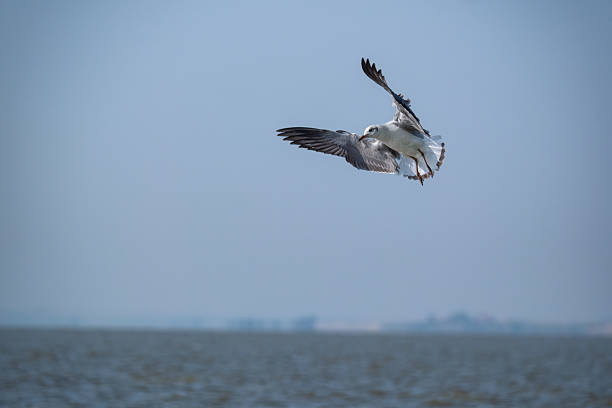 Gulls flying over water and attempting to catch a small fish