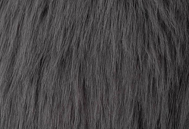 istock Luxurious fluffy dark charcoal grey animal fur material close up creating cozy textile background 2258608131