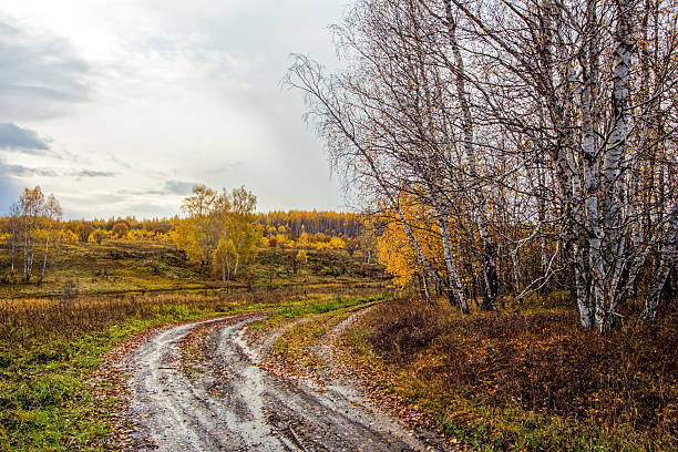 dirt road through forest after heavy rain, in autumn