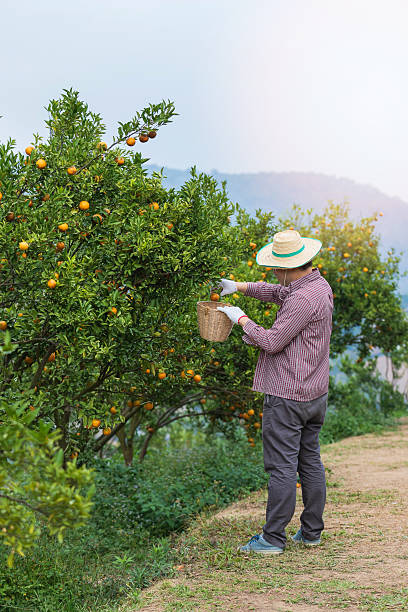 Farmer or gardener with glove using pruning shears harvest orange on the tree.