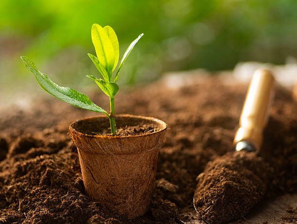 A young seedling growing in soil inside a small pot, symbolizing new plant life and natural growth