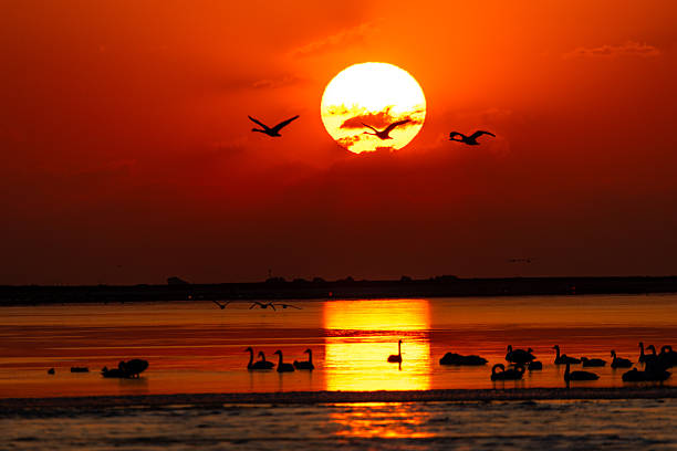 Sunrise at Swan Lake in Rongcheng, China