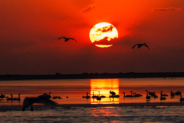 Sunrise at Swan Lake in Rongcheng, China