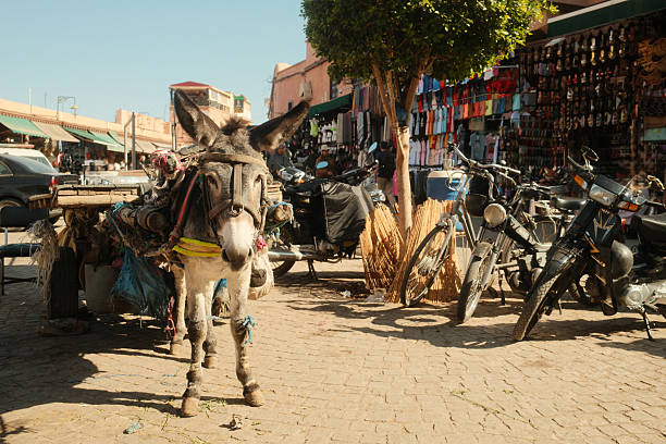Donkey wearing a bridle and harness, standing on a cobblestone street in a traditional Moroccan marketplace