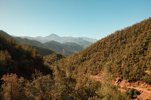 Vast forest landscape of the Atlas Mountains valley in Morocco under a clear blue sky, showing rugged hills and nature