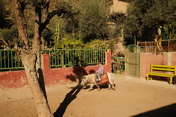 Young boy riding a small pony in an outdoor garden area with trees and a red wall, enjoying a sunny day