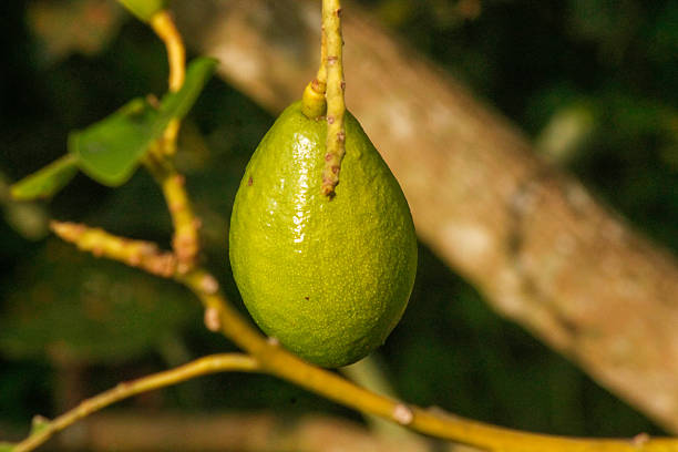 Avocado on plant or Raw avocado on tree fresh product organic farm,Avocado fruit on tree useful for works like brochure, magazine, food business or other industrial