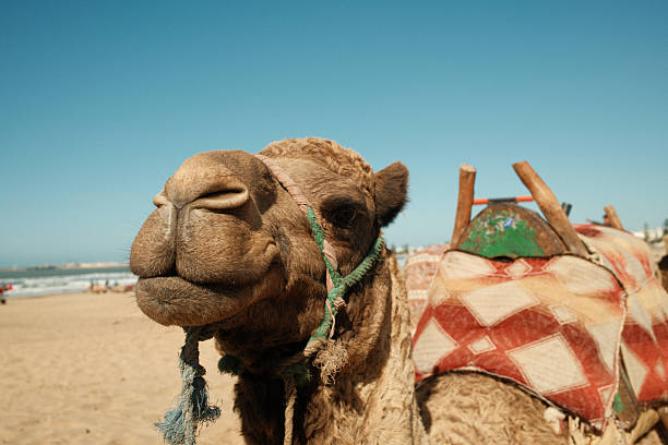 Camel rides at Erg Chebbi, Morocco