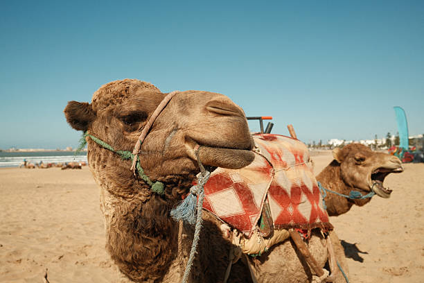 Two camels standing on a sunlit sandy beach in Essaouira, Morocco, one yawning beneath a clear blue sky, travel scene